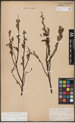 Foto von Salix aurita L. x Salix lapponum L. x Salix myrtilloides L.